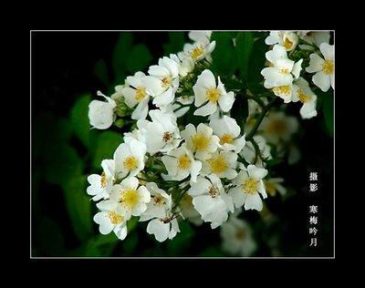 诗句中荼蘼花事了的荼蘼是什么意思
